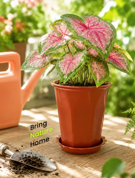GARDENING&nbsp;Collection